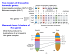 Mouse Hox gene expression