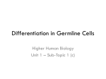 Differentiation in Germline Cells