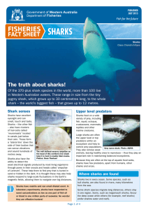Sharks - Department of Fisheries