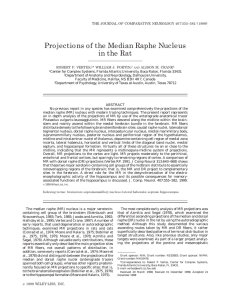 Projections of the median raphe nucleus in the rat