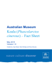 Koala (Phascolarctos cinereus) – Fact Sheet