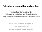 Lecture 5 Cytoplasm, organelles Pinar Tulay_4