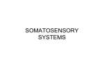 SOMATOSENSORY SYSTEMS