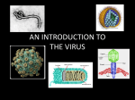 AN INTRODUCTION TO THE VIRUS