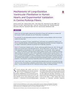 Mechanisms of Long-Duration Ventricular€Fibrillation in Human