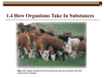 1.4 How Organisms Take In Substances