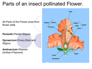 Parts of an insect pollinated Flower.