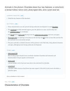 a notochord, a dorsal hollow nerve cord, pharyngeal slits