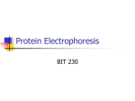 Protein Electrophoresis