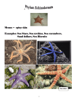 + Means = spiny skin Examples: Sea Stars, Sea urchins, Sea