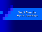 Set 1 Muscles Face, Head, and Neck