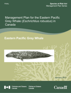 Eastern Pacific Grey Whale Management Plan for the Eastern