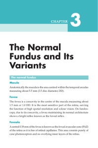 The Normal Fundus and Its Variants