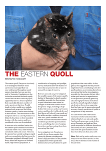 the eastern quoll - Australian Wildlife Society