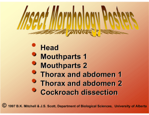 • Mouthparts 1 • Mouthparts 2 • Thorax and abdomen 1 • Thorax and