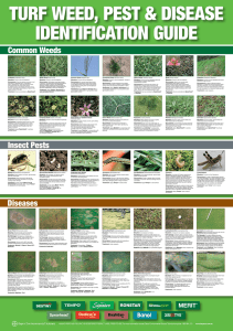 Insect Pests Diseases Common Weeds