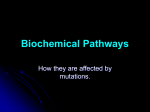 Biochemical Pathways - NCEA Level 2 Biology