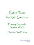 Native Plants for Rain Gardens