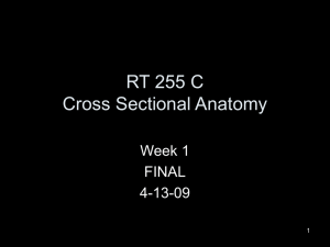 RT 255 C Cross Sectional Anatomy