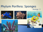 Phylum Porifera: Sponges