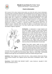 Article 62 Acacia melanoxylon - Botanical Society of South Africa