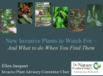 New Invasive Plants to Watch For