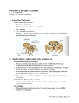Overview of the Class Arachnida