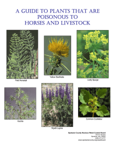 A Guide To Plants That Are Poisonous To Horses