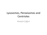 Lysosomes, Peroxisomes and Centrioles