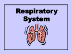 Respiratory System - Waterford Public Schools