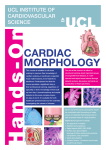 cardiac morphology