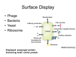 Surface Display