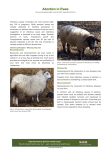Abortion in Ewes Abortion in Ewes
