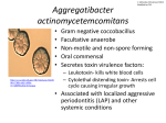 Aggregatibacter actinomycetemcomitans