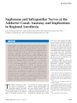 Saphenous and Infrapatellar Nerves at the Adductor Canal
