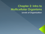 Chapter 2: Intro to Multicellular Organisms