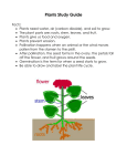 Plants Study Guide