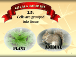 2.5 : Cells are grouped into tissue - study