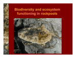 Biodiversity and ecosystem functioning in rockpools