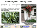 Growth types – Climbing plants