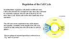 Regulation of the Cell Cycle
