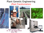 Transgenic plant Herbicide Resistance