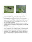 Russian knapweed biocontrols