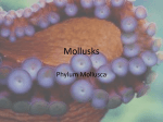 Mollusks - Pre