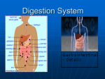 Digestion