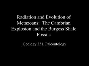 Fossil Invertebrates of the Phanerozoic