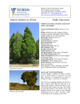 Southern Red Cedar (Juniperus virginiana var. silicicola)