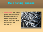 Main fishing species