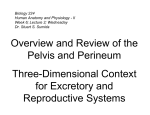 Overview and Review of the Pelvis and Perineum Three