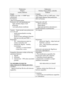 Prokaryotes